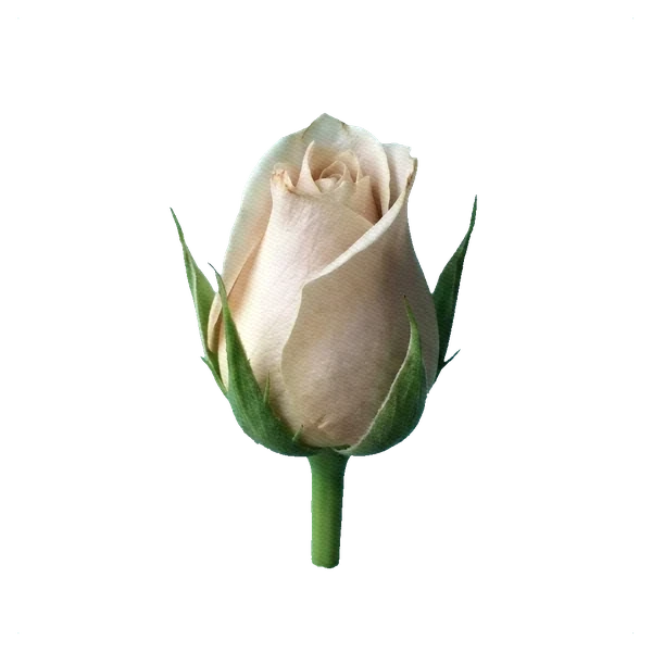 Rosa Sahara Sensation — bud
