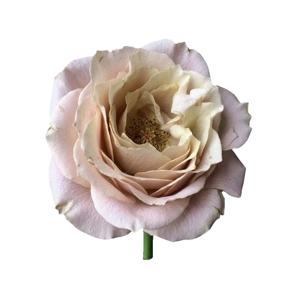 Rosa Sahara Sensation — full