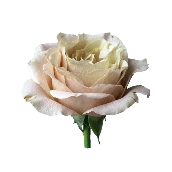 Rosa Sahara Sensation — side