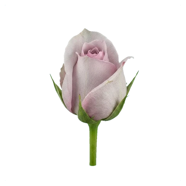 Rosa Secret Garden — bud