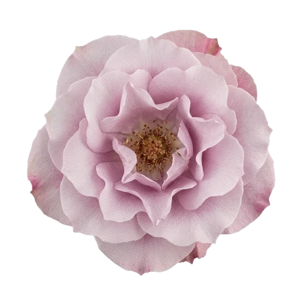Rosa Secret Garden — full