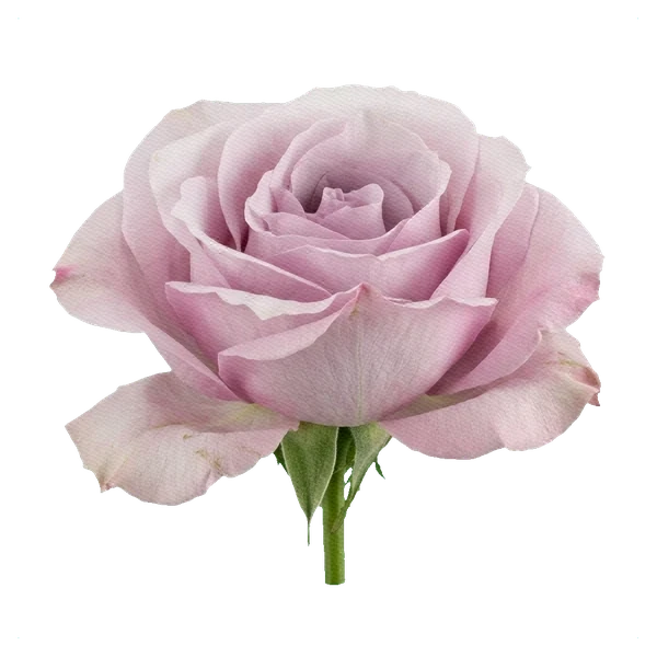 Rosa Secret Garden — side