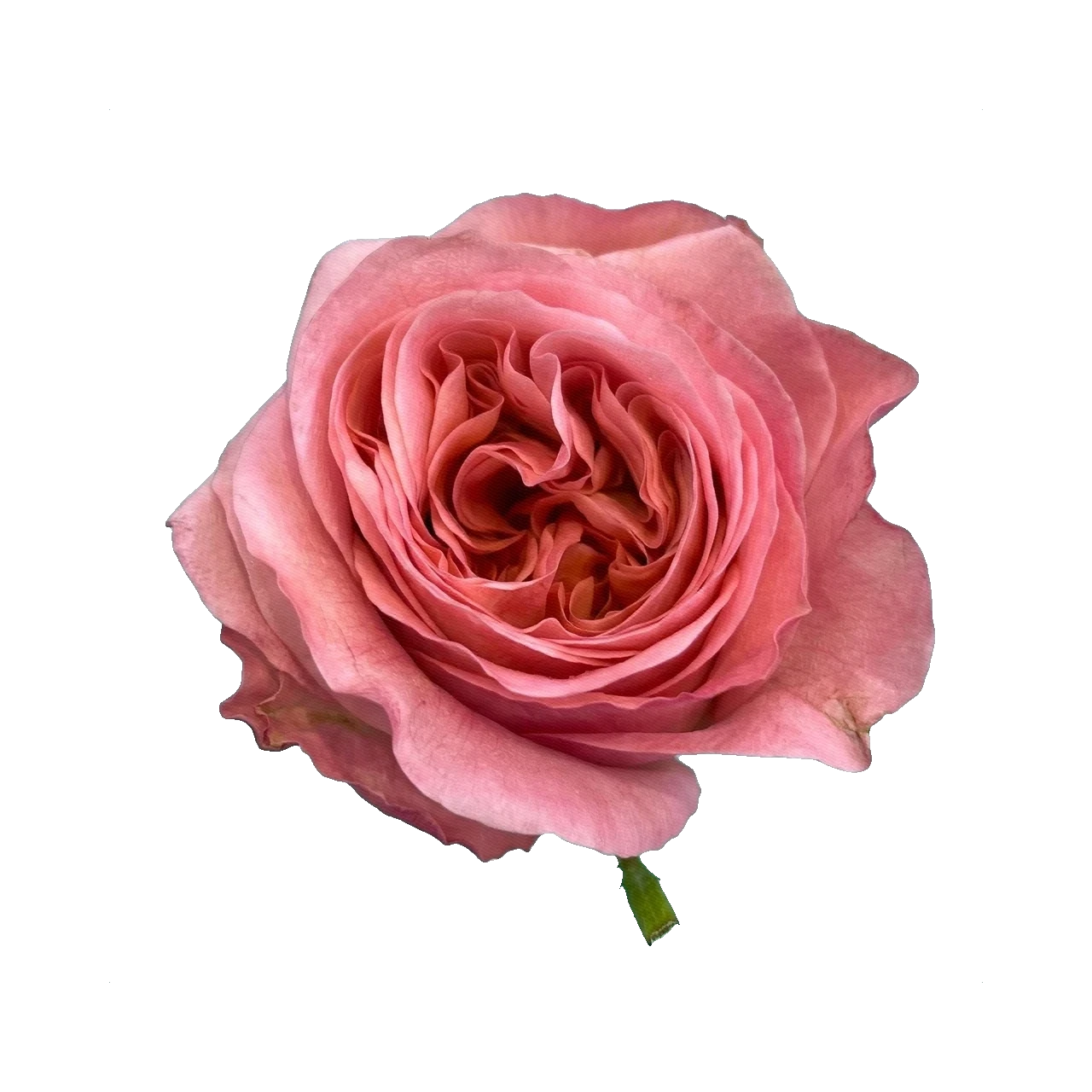 Rose Shimmer
