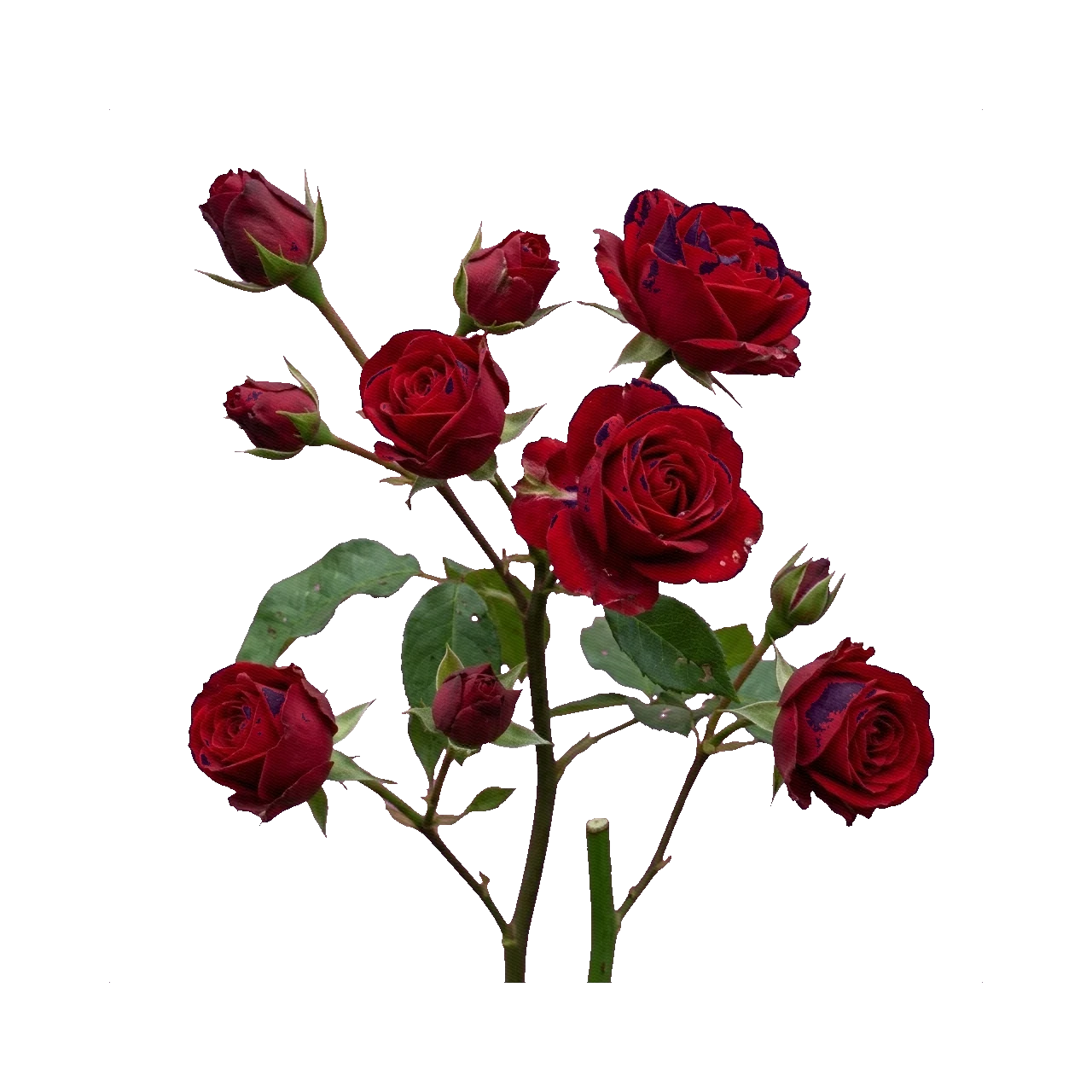 Spray rose Brilliant Stars Red