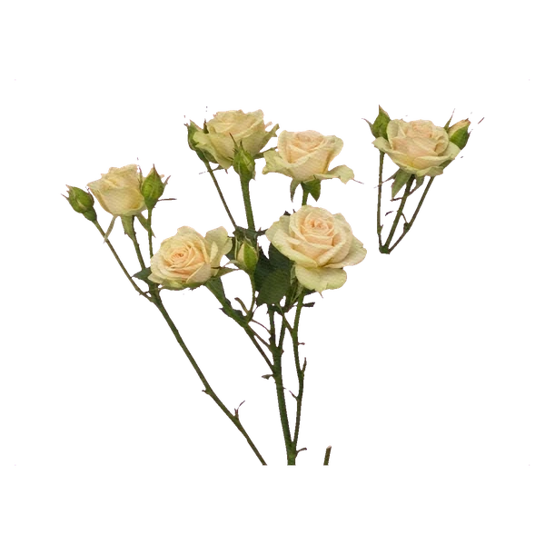 Spray-Rose Elena — Hellrosa Rose