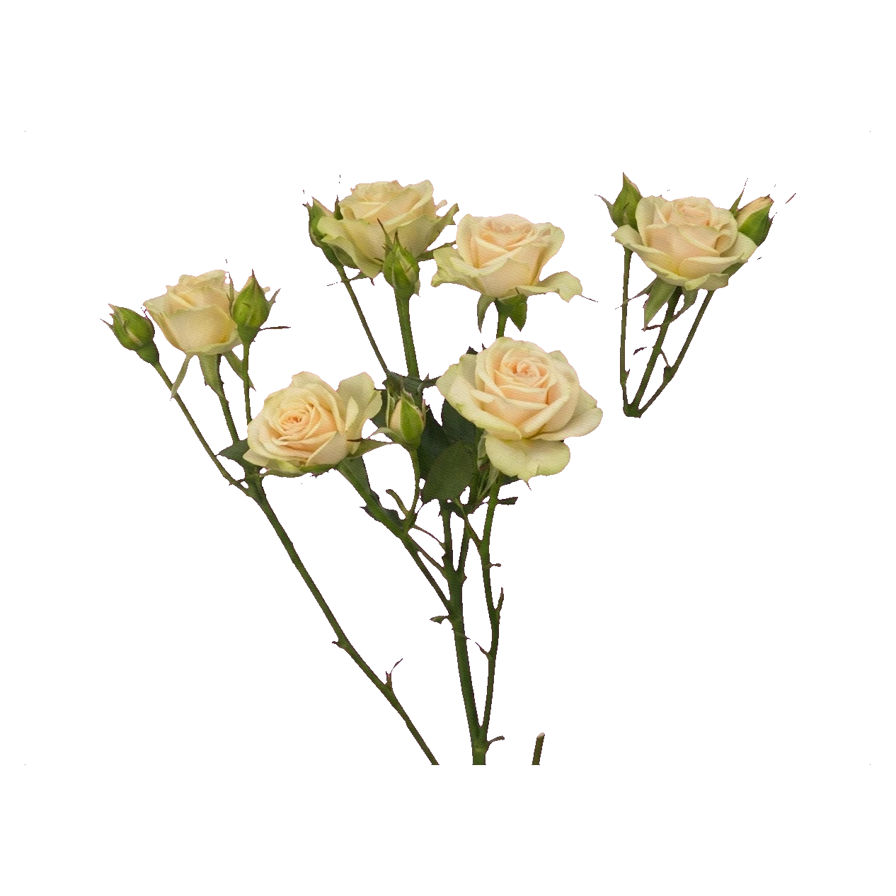 Spray-Rose Elena — Hellrosa Rose