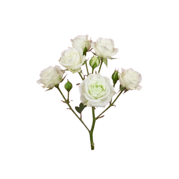 Spray-Rose Janine — Creme Rose