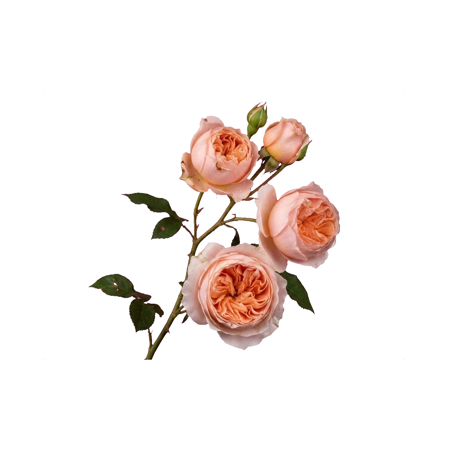 Peony Spray Rose Juliet