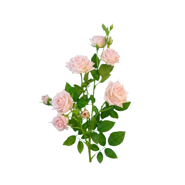 Spray-Rose Sophie — Hellrosa Rose