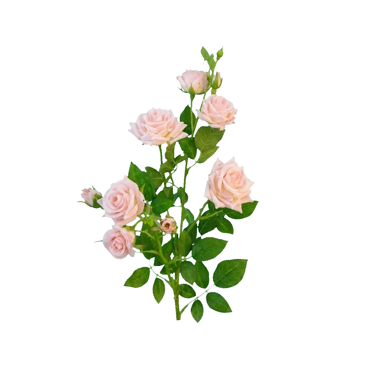 Spray rose Sophie — Light pink Rose