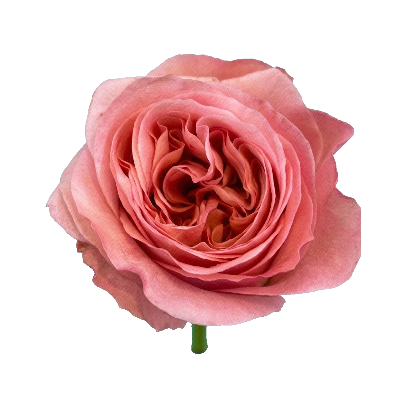 Rose Sweet Avalanche