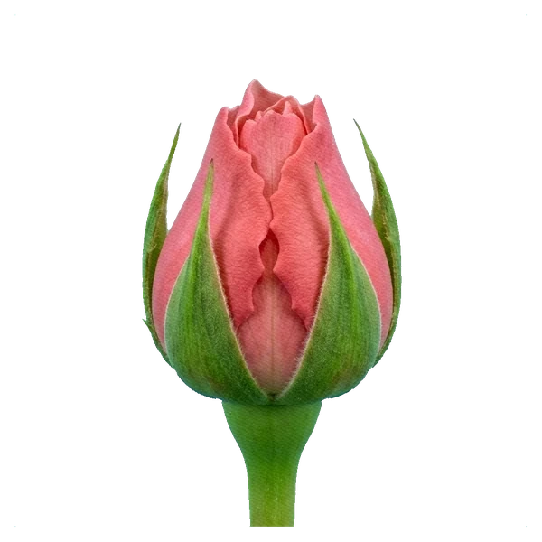 Rose Sweet Avalanche — bud