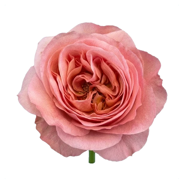Rose Sweet Avalanche — full