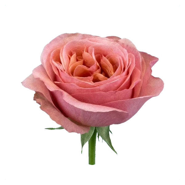 Rose Sweet Avalanche — side