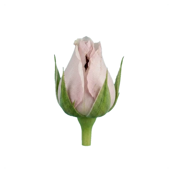 Rose Sweet Eskimo — bud