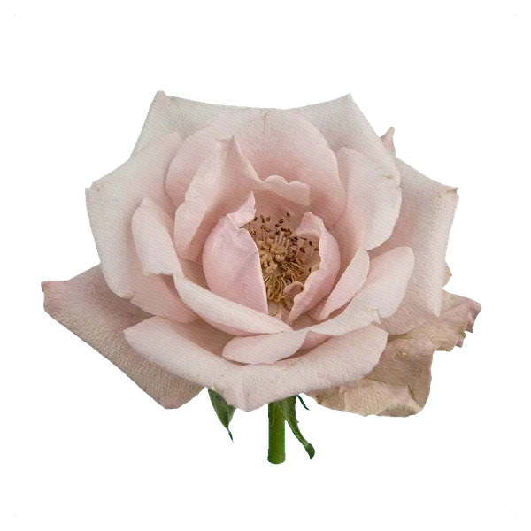 Rose Sweet Eskimo — full