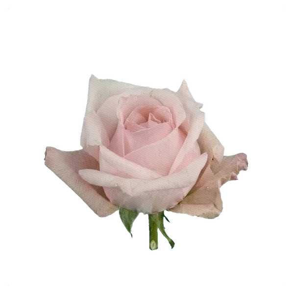 Rose Sweet Eskimo — side