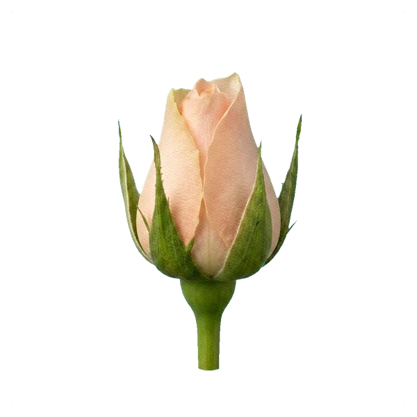 Rose Talea — bud
