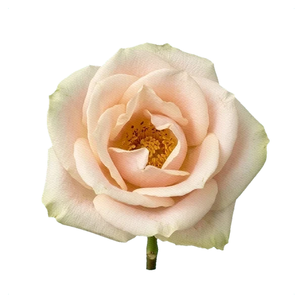 Rose Talea — full