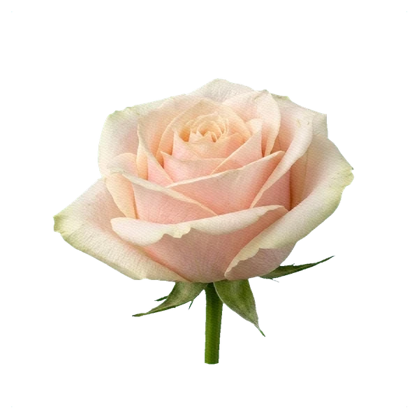 Rose Talea — side