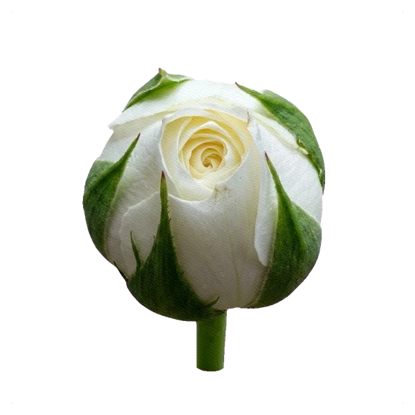 Rose Tibet — bud
