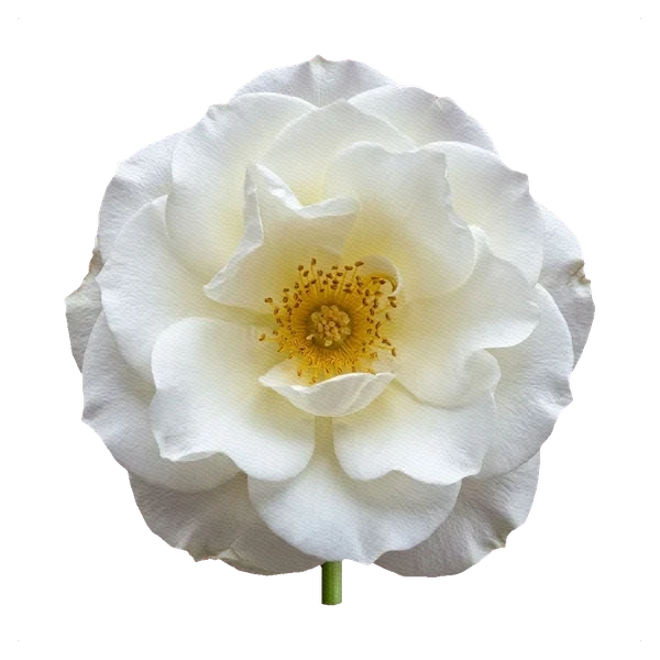 Rose Tibet — full