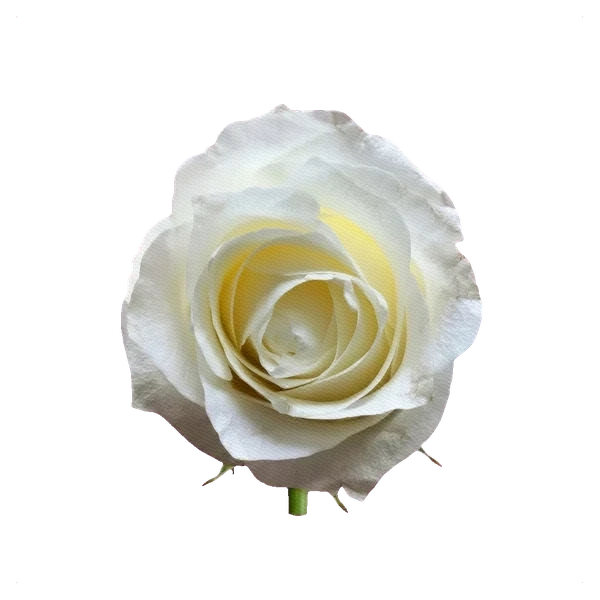 Rose Tibet — side