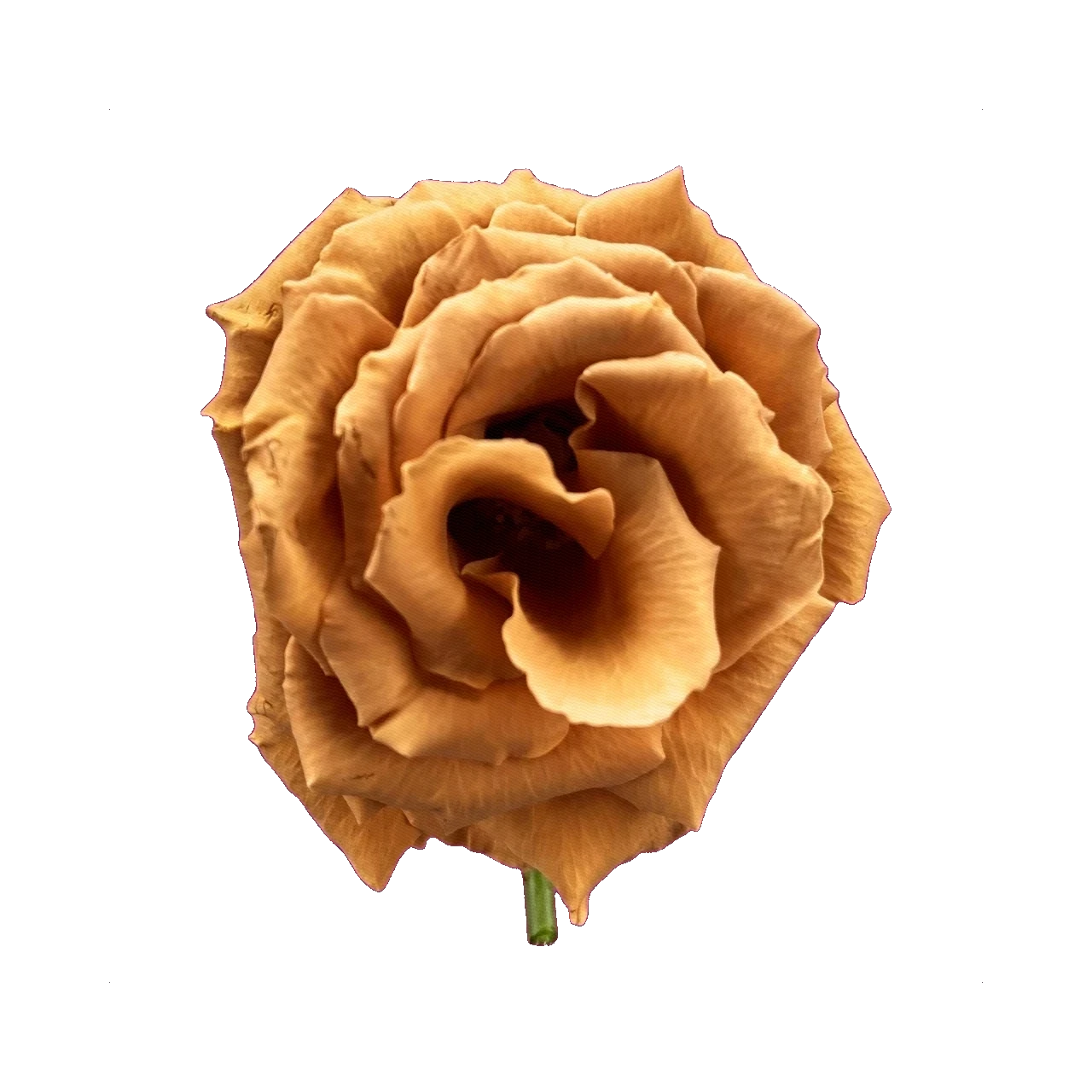 Роза Тоффи