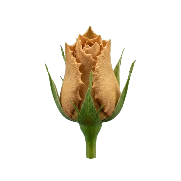 Rose Toffee — bud
