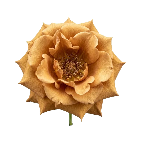 Rose Toffee — full