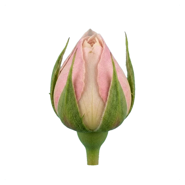 Rosa peonía Tsumugi — bud
