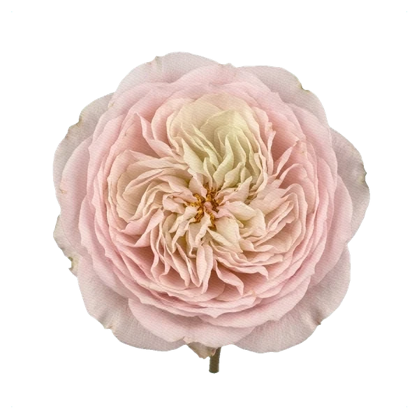 Rosa peonía Tsumugi — full