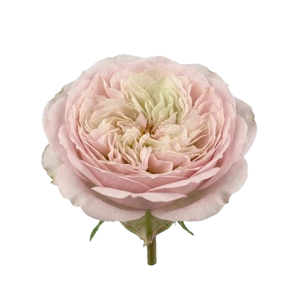 Rosa peonía Tsumugi — side