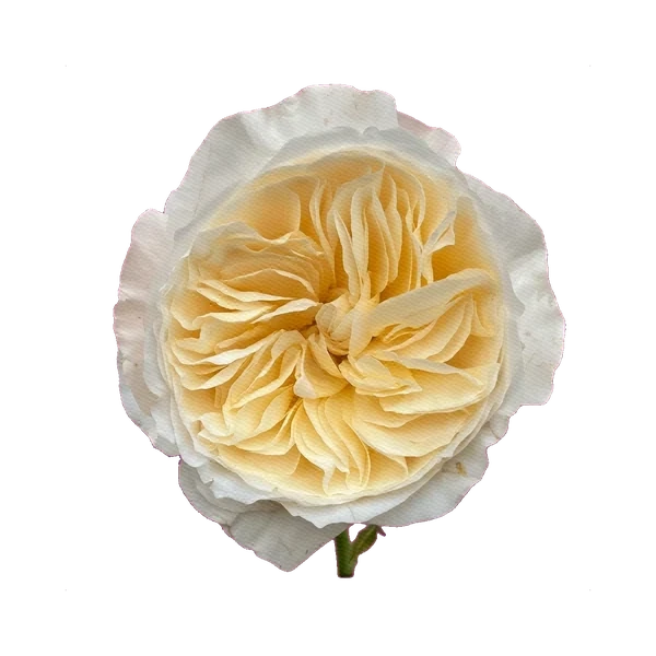 Роза Вендела
