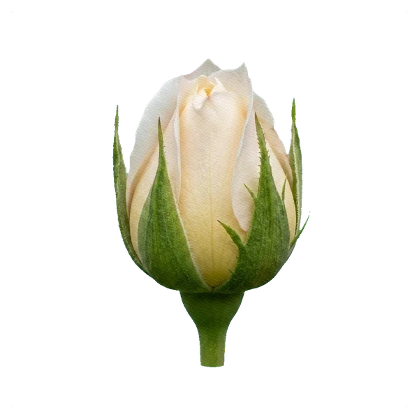Rose Vendela — bud