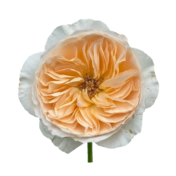 Rose Vendela — full
