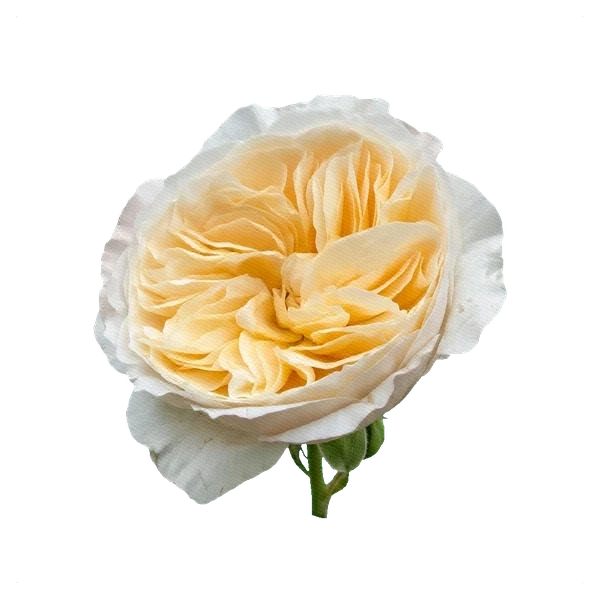 Rose Vendela — side