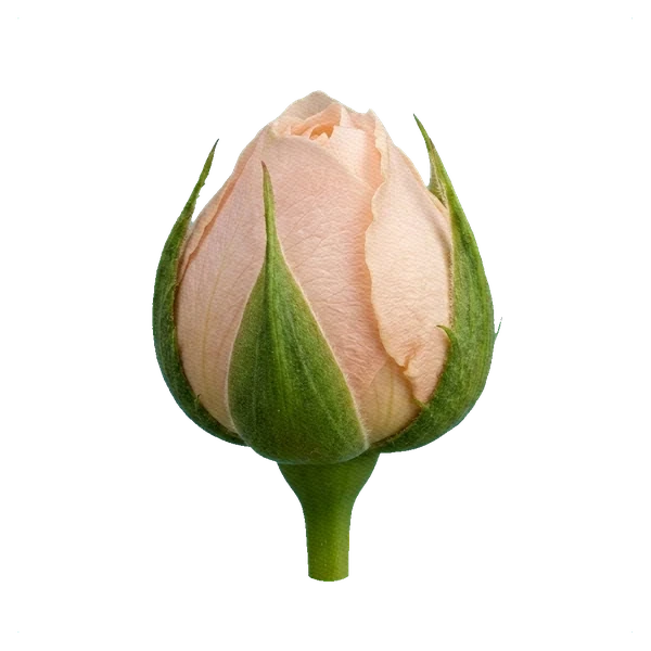 Rosa peonía Victoria Peach — bud