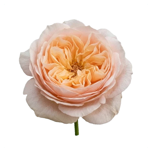 Rosa peonía Victoria Peach — full