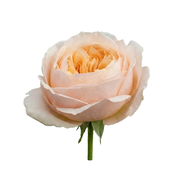 Rosa peonía Victoria Peach — side