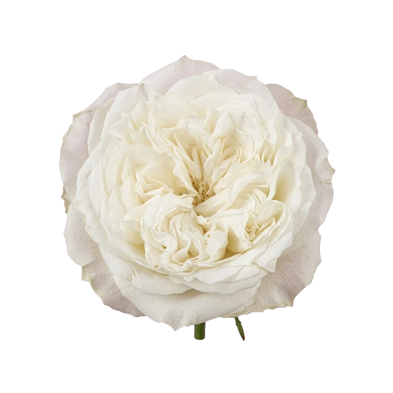 Peony Rose White Mayra