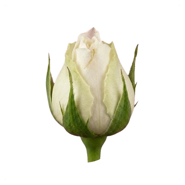 Peony Rose White Mayra — bud