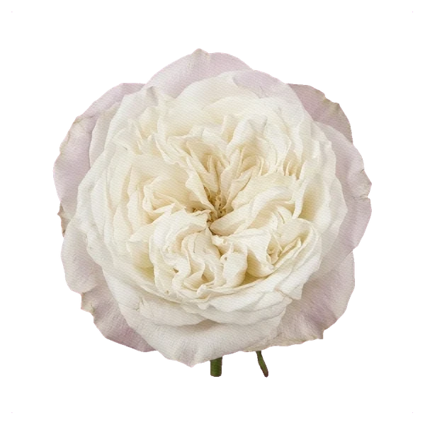 Peony Rose White Mayra — full