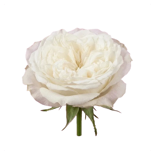 Peony Rose White Mayra — side