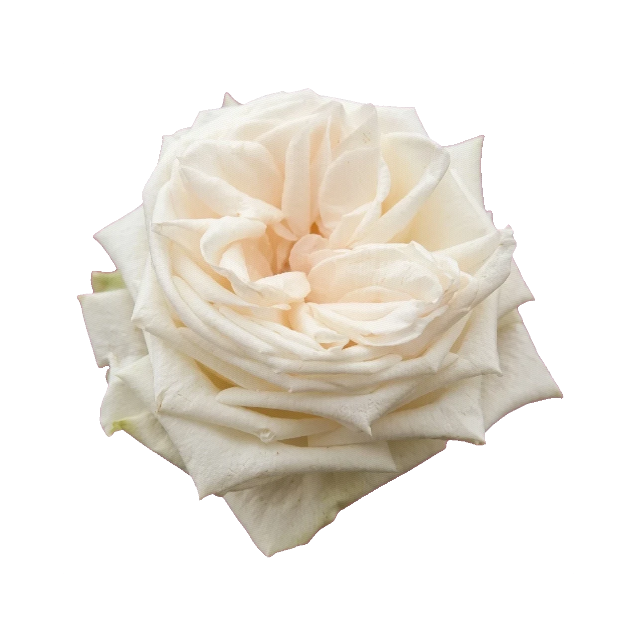 Peony Rose White O'Hara