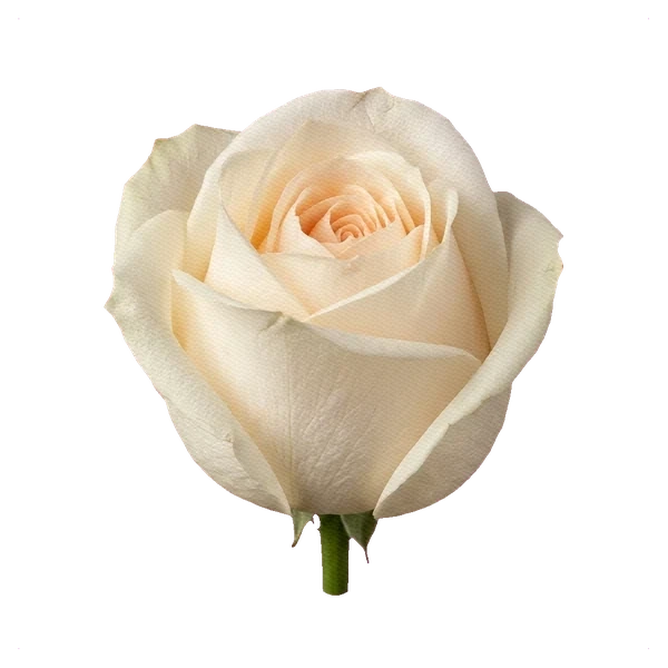 Rosa peonía White O'Hara — bud