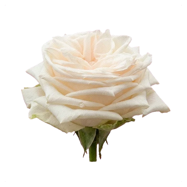 Rosa peonía White O'Hara — side