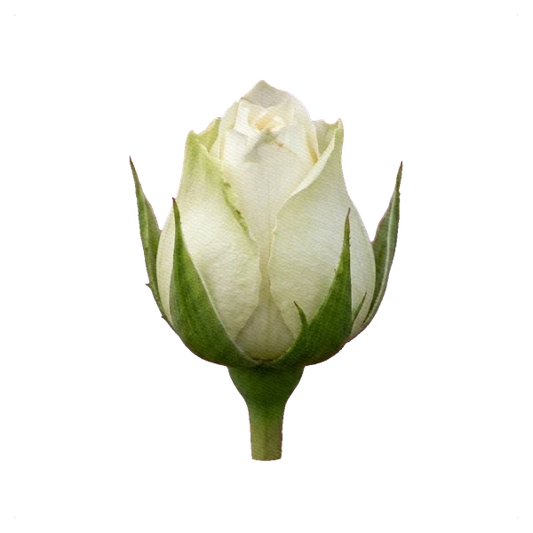 Rosa peonía White Piano — bud