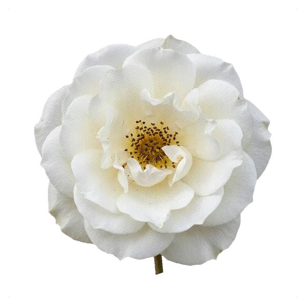 Rosa peonía White Piano — full