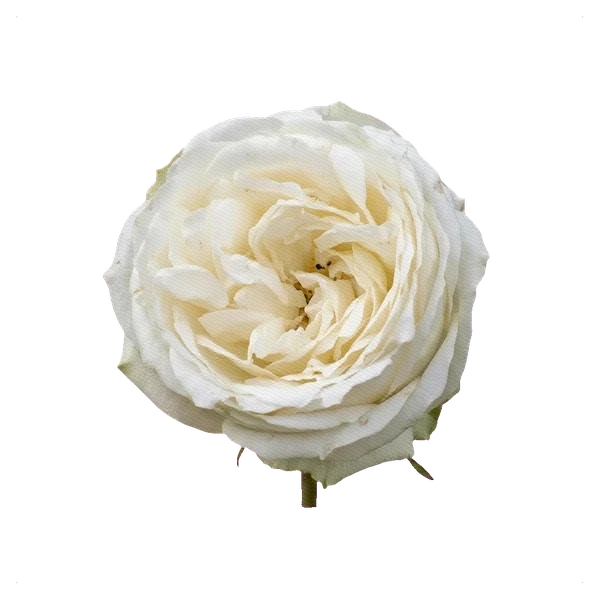 Rosa peonía White Piano — side